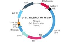 Model EF1a-T7-hspCas9-T2A-RFP-H1-gRNA - All-in-one Cas9 SmartNuclease™ Plasmid