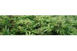 CropBioLife - Hemp & Cannabis Growers Service