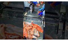 Fish skinning machine |fish peeling machine |salmon tilapia basa squid skin removing maching - Video