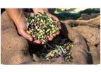 Agricolus - Version Oliwes - Solution for an Effective Management of Olive Grove