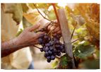 Agricolus - Version GrapeDSS - Solution for Vineyard Management