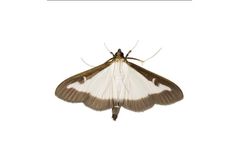 Russell IPM - Box Tree Moth, Cydalima Perspectalis