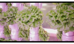 GROWPIPES - Lettuce production indoors - Video