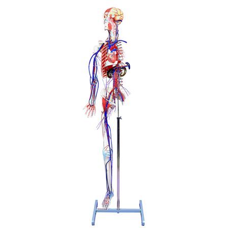 3-Dmed - Full-figure Circulatory System with Skeleton Model