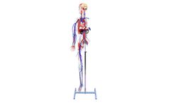 3-Dmed - Full-figure Circulatory System with Skeleton Model