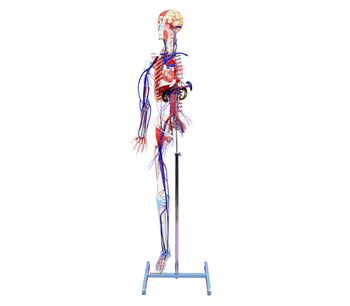 3-Dmed - Full-figure Circulatory System with Skeleton Model