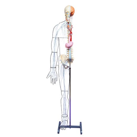 3-Dmed - Full-figure Nervous System Model
