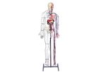 3-Dmed - Full-figure Nervous and Circulatory System Model