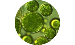 Source Green - Algae