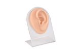 Pro-Health - Model PH03-513 - Piercing Silicone Ear Practice Model with Display Stand