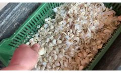Garlic Splitting Machine GBCP-400 - Video
