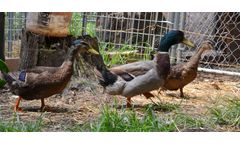 Megataj - Duck Feed