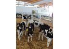 Megataj - Calf Starter Feed 0-3 Months