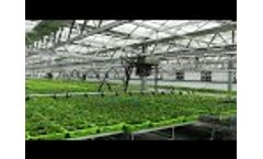 Lettuce greenhouse project wholesale - Video