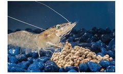 Inxec Feed - Black Soldier Fly Larvae Shrimp Feed