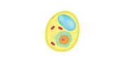 Yeast Cell Homogenizers