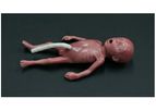 Lifecast - Model Micro-Preemie - Baby Manikin
