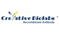 Technical Talk: Explore Next-Generation Nuclear Localization Signal Therapeutics   