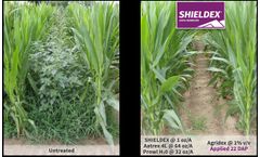 Model Shieldex - 400SC Herbicide