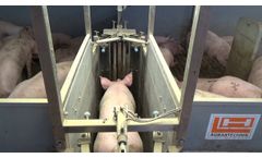 Moderne Schweinemast l die optiSORT-Sortierschleuse l H+L - video