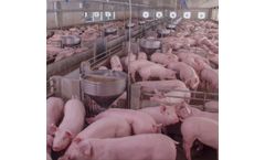 Model PigCounter - Pigs Counter with the Help of Cameras and Machine