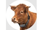 Model LoRaWAN - GPS Cattle Collar