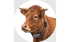 Model LoRaWAN - GPS Cattle Collar