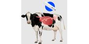 Smart Rumen Bolus for Cow Monitoring