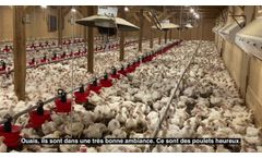Agrimesh Technologies - Chicken Barn Management - Video