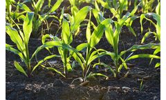 Plant Microbiome for Soil-Born Diseases