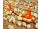 Plate Feeding System for Broilers