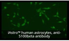 Model Tempo-iAstro - Human iPSC-derived Astrocytes