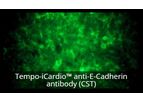 Model Tempo-iCardio - Human iPSC-derived Cardiomyocytes