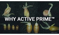 WHY ACTIVE PRIME???? With Mike Dolinski - Video