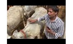 Sri Krishna Dairy Product Feedback - Video