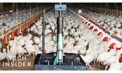 How A Four-Wheeled Robot Is Improving Poultry Farming In Minnesota - Video