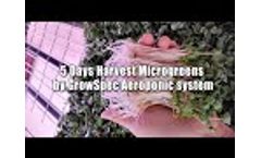 Microgreens Harvest in 5 Days. - Video