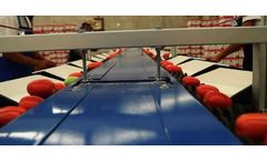 Insight Sorters - Sorting Machines for Tomatoes