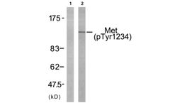 Model pTyr1234 - Anti-c-Met Antibody