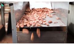 SG InGaAs sorter for Almonds, walnuts,hazelnuts, pine nuts, chestnuts, ginkgo,pistachios,pecans etc - Video