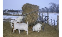 Goat Hay Feeders