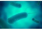 Legionella Testing & Prevention Services