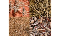 Infinium - Biomass Raw Materials