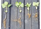 Crop Performance - Model Surge - In-Furrow Soybean Products