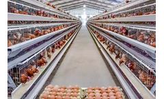 Livi - A Type Layer Chicken Battery Cage System