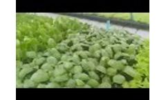 Demo Greenhouse in BahrainGrow and harvest whole year round, welcome to visit! - Video