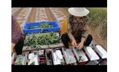 2 Row Sweet Potato Transplanter With Tilting The Seedling To Ridge To Improve Yield - Video