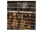 HuaXing - Poultry Chicken Cage