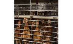 HuaXing - Poultry Chicken Cage