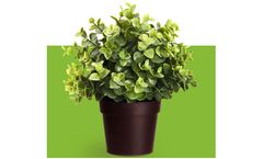 EcoBean - Biodegradable Flower Pots